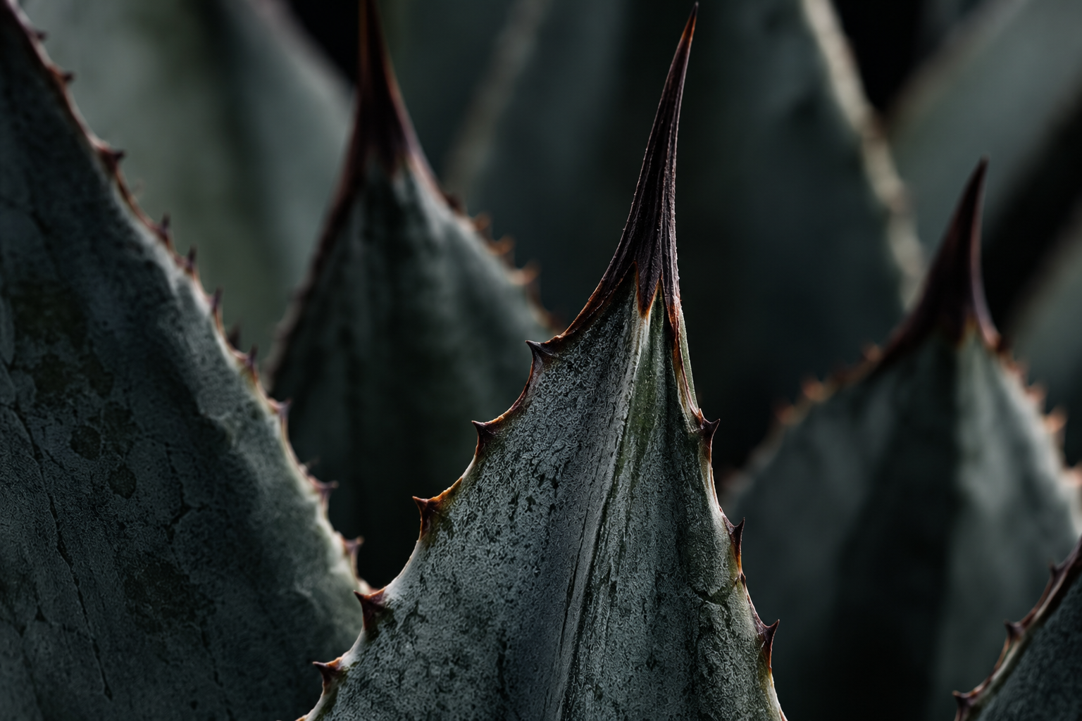 agave